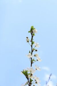 Recall of duty? Trump’s tariffs in court