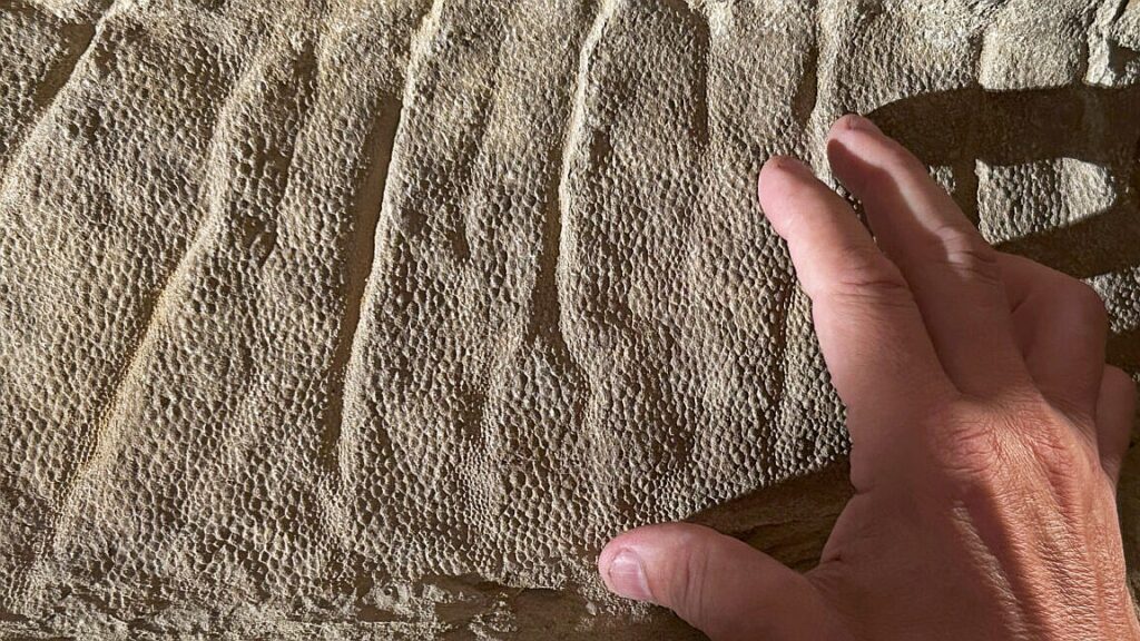 Wyoming dinosaur mummies give us a new view of duck-billed species