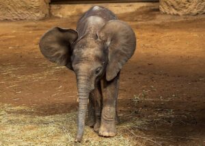 Toil and rubble: who will rebuild Gaza?