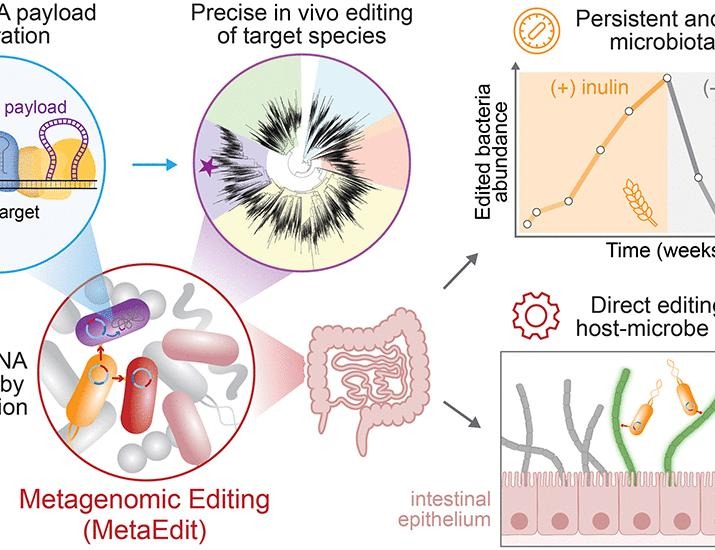 Metagenomic editing of commensal bacteria in vivo using CRISPR-associated transposases | Science