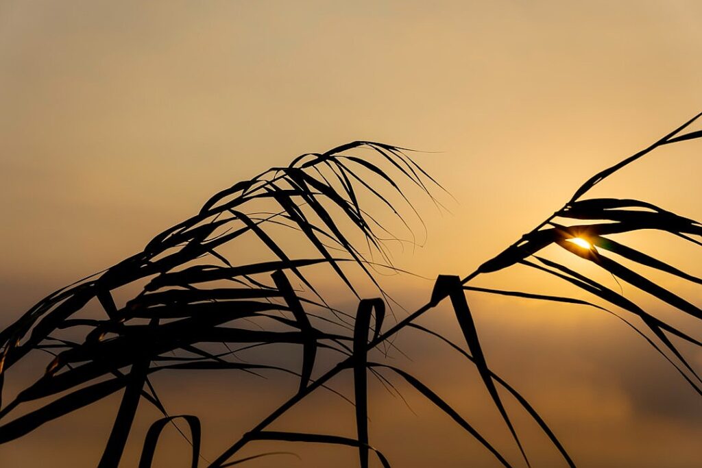 Can charity sustain conservation at scale?