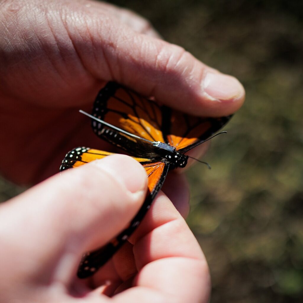 We Can Now Track Individual Monarch Butterflies. It’s a Revelation.