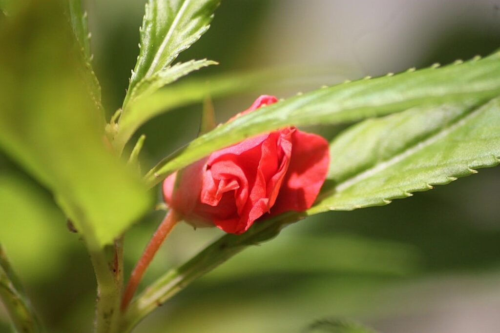 A year discussing football and free trade in North America