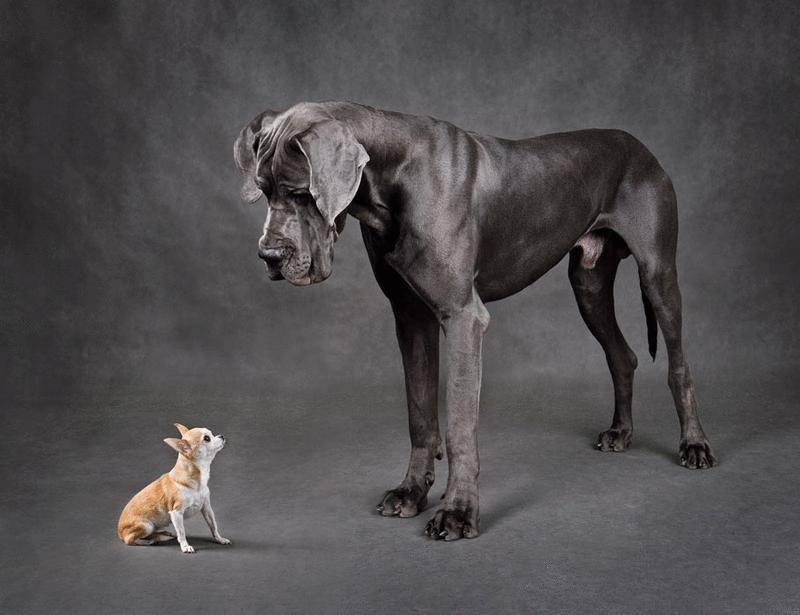 Dog domestication, from the fierce to the feisty | Science