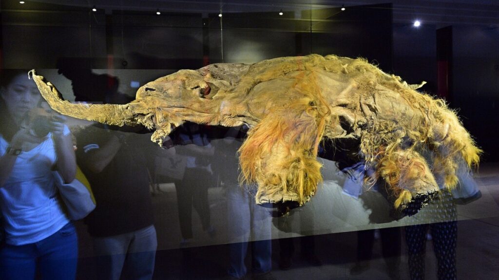 Oldest known RNA found in 40,000-year-old woolly mammoth leg