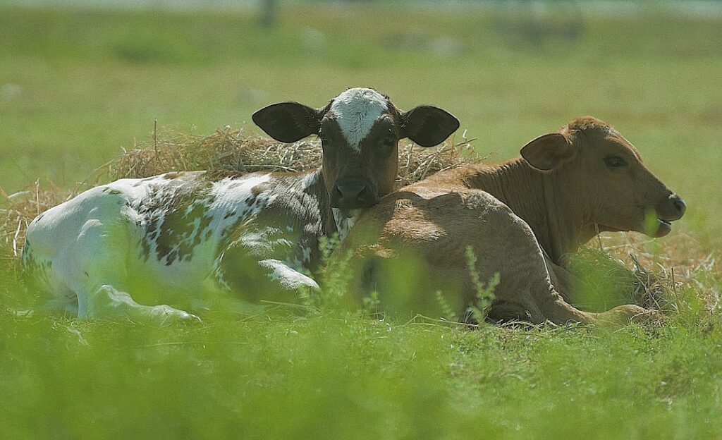 An affecting chronicle of a man’s death—and his life