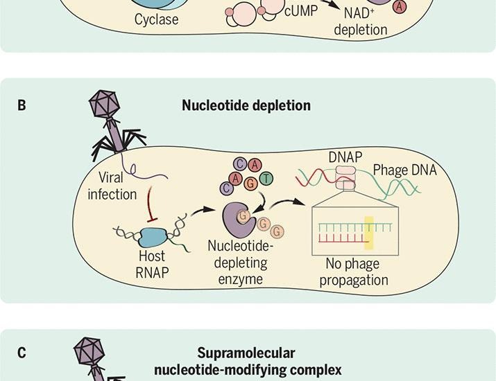 Nucleotides on the frontline: Nucleotide-centric defense systems reveal a core principle in bacterial antiviral immunity | Science