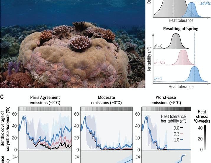 Balancing between evolutionary rescue and extinction: The adaptive potential of reef-building corals in a warming world | Science