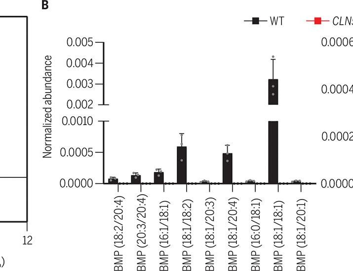 The missing piece: Solving the 50-year puzzle of BMP synthesis in neurodegeneration | Science