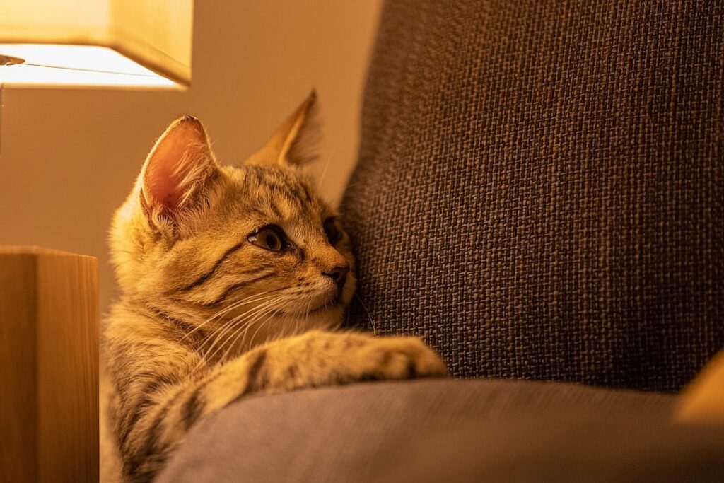 Shut up, or suck up? How CEOs are dealing with Donald Trump