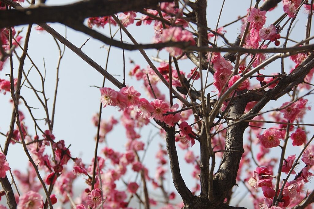Sakura