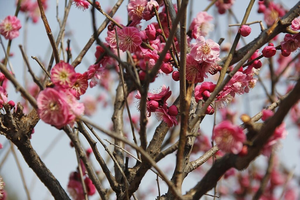 Sakura