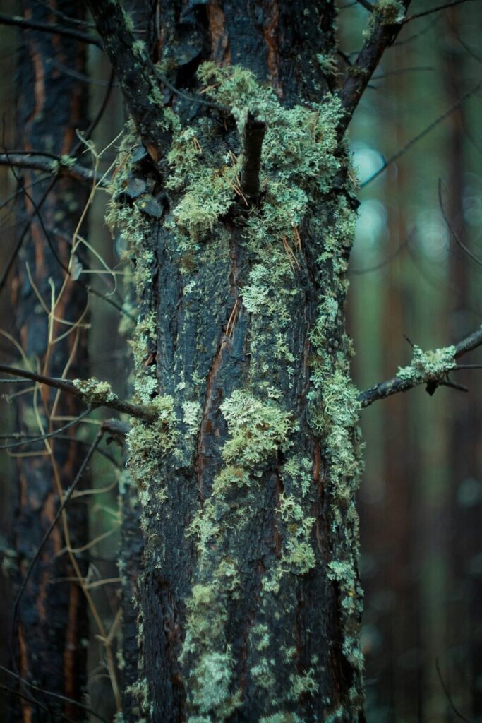 After Sheikh: what next for Bangladesh?