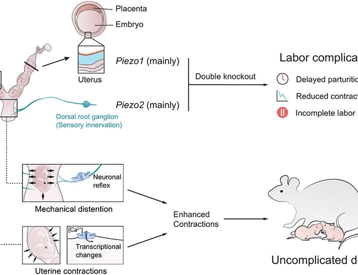 PIEZO channels link mechanical forces to uterine contractions in parturition | Science