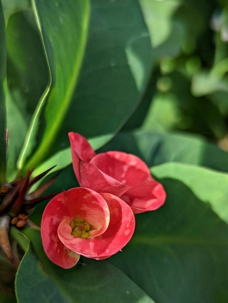 Crown prince arming: Trump sells jets to MBS