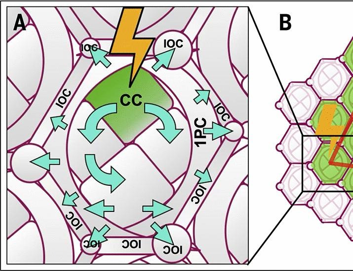 Retinal calcium waves coordinate uniform tissue patterning of the Drosophila eye | Science