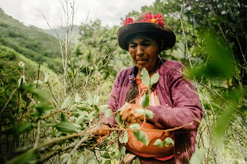 Scientific distinctions between coca and cocaine support policy reform | Science