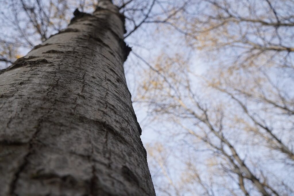 Shut up, or suck up? How CEOs are dealing with Donald Trump