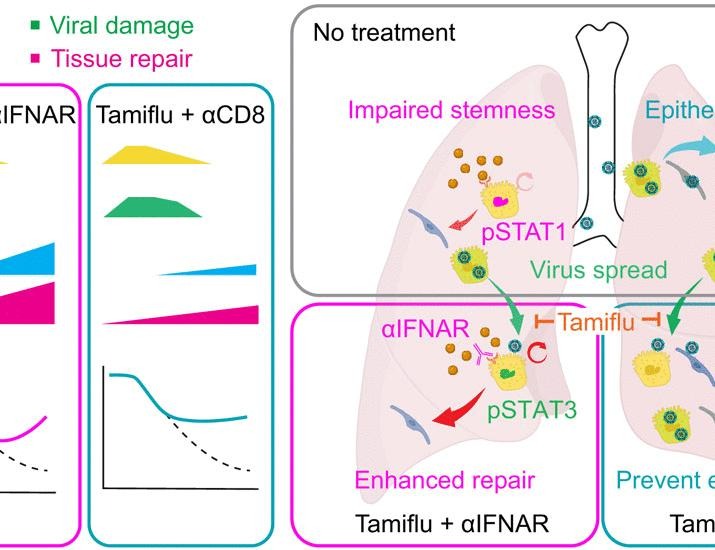 Rebalancing viral and immune damage versus repair prevents death from lethal influenza infection | Science