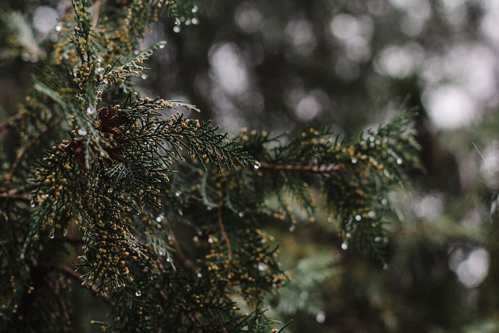 After Sheikh: what next for Bangladesh?