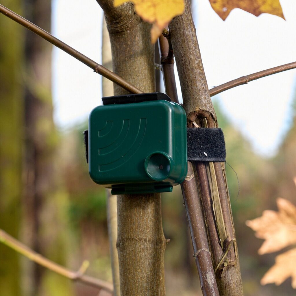 In Washington, Birds Are Giving ‘Yelp Reviews’ of Forest Restoration Work