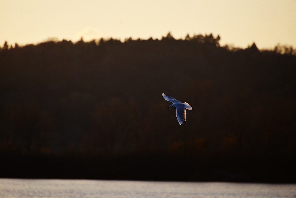 In Miami Beach, the New York City mayoral election is an opportunity