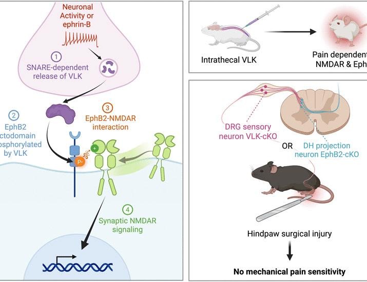 The synaptic ectokinase VLK triggers the EphB2–NMDAR interaction to drive injury-induced pain | Science