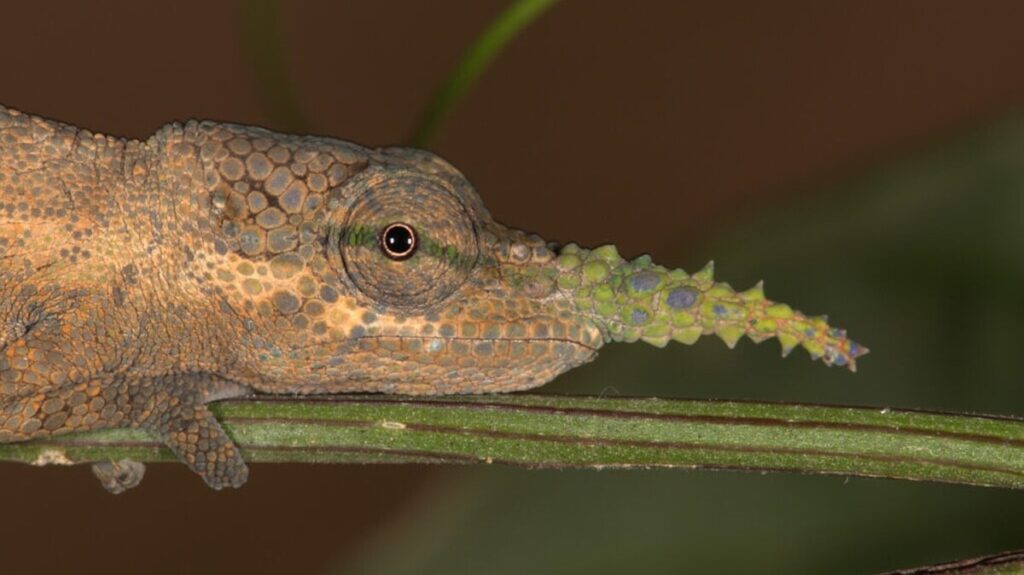 No lie. The long-nosed Pinocchio chameleon is multiple species.