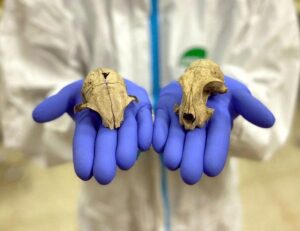 The dispersal of domestic cats from North Africa to Europe around 2000 years ago | Science