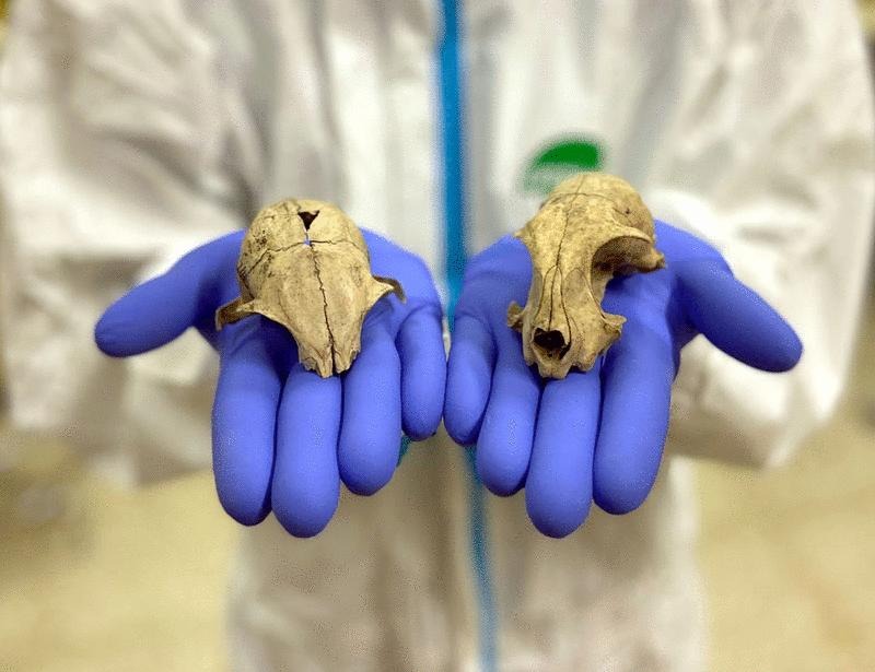 The dispersal of domestic cats from North Africa to Europe around 2000 years ago | Science