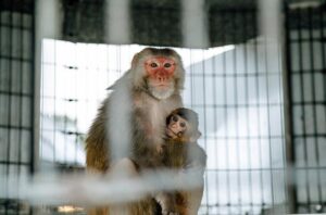 Exclusive: CDC to end all monkey research