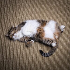 Could Weight Loss Drugs Turn Fat Cats Into Svelte Ozempets?