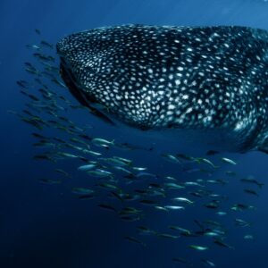 Sharks and Rays Gain Sweeping Protections from Wildlife Trade