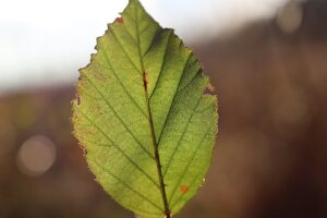 Leaf blowers are the latest thing dividing Americans