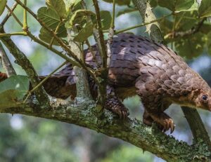 Address domestic pressures on endangered species | Science