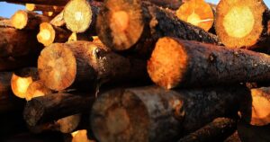 The American West’s most iconic tree is disappearing