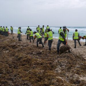 Climate Shift Upends Atlantic Seaweed: One Massive Patch Grows as Another Vanishes
