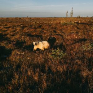 Canada Turns to the World’s Polar Bear Capital to Defend its Arctic
