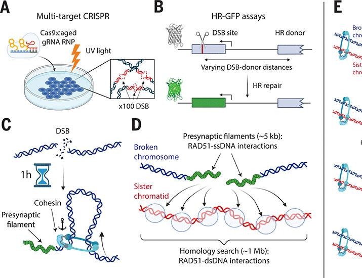 Cohesin drives chromatin scanning during the RAD51-mediated homology search | Science