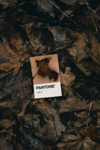 Pantone’s 2026 Color of the Year Is ‘Cloud Dancer’