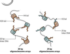 A vision of chromosome organization | Science