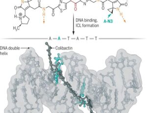 Molecular basis of DNA cross-linking by bacteria | Science