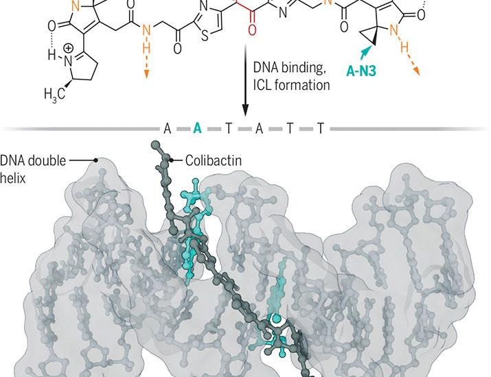 Molecular basis of DNA cross-linking by bacteria | Science