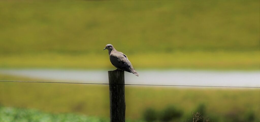 Do minimum wages kill jobs?