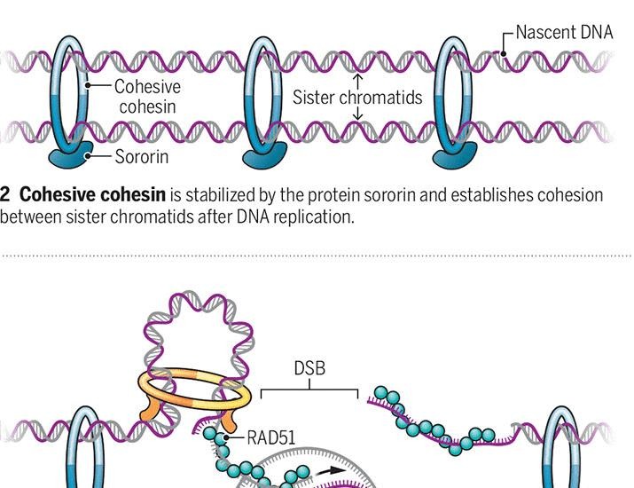 A tale of two forms of cohesin in DNA repair | Science
