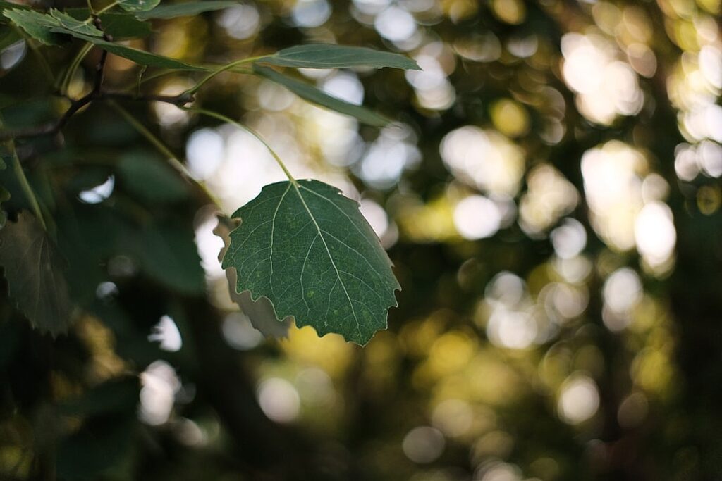 Leaf blowers are the latest thing dividing Americans