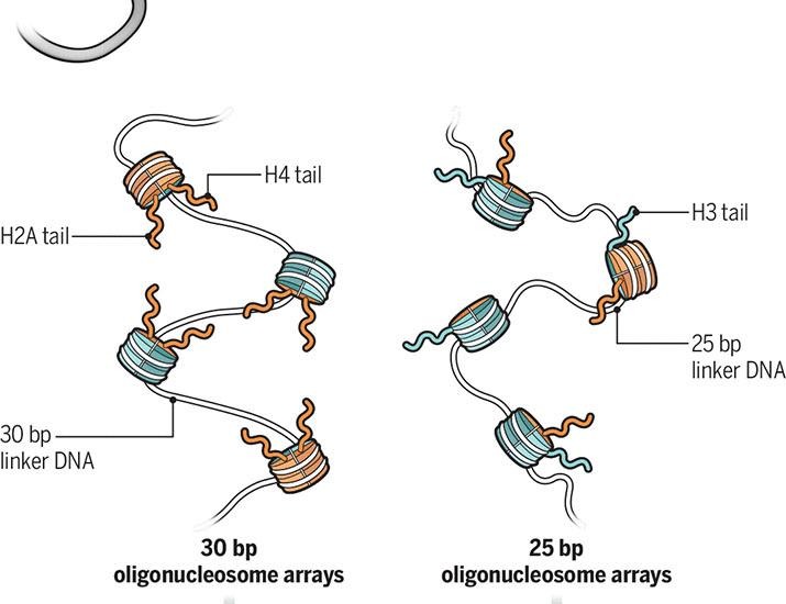 A vision of chromosome organization | Science