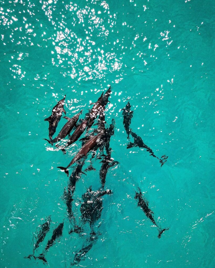 Ariel AI by Roamcalm