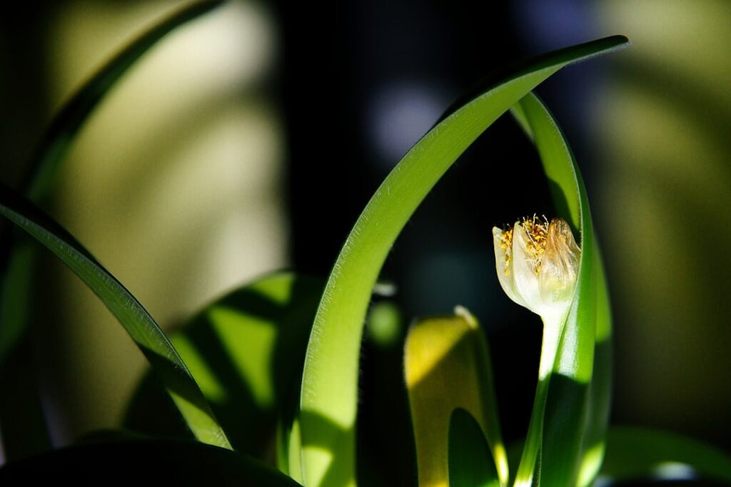 When is a Malaysian footballer not a Malaysian footballer?