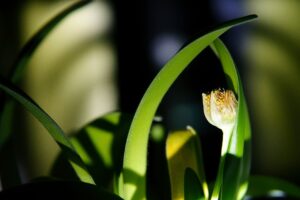 When is a Malaysian footballer not a Malaysian footballer?